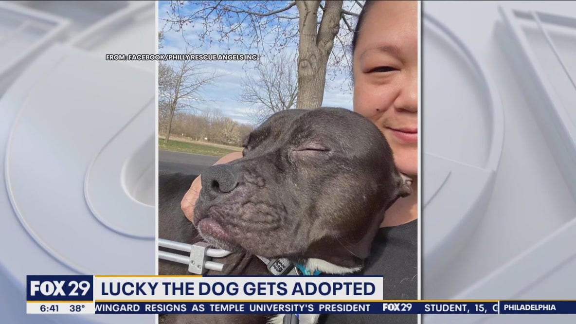 Lucky the dog finds forever home after being left paralyzed